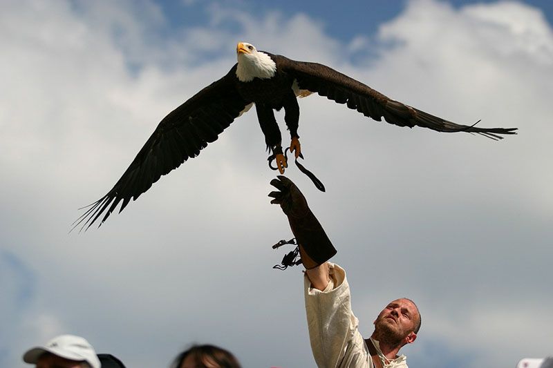 Roofvogelshow bezoeken bij glamping in Frankrijk