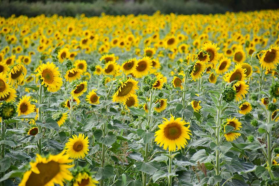 zonnebloemen bij charme camping in Frankrijk