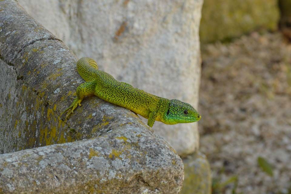 groene hagedis