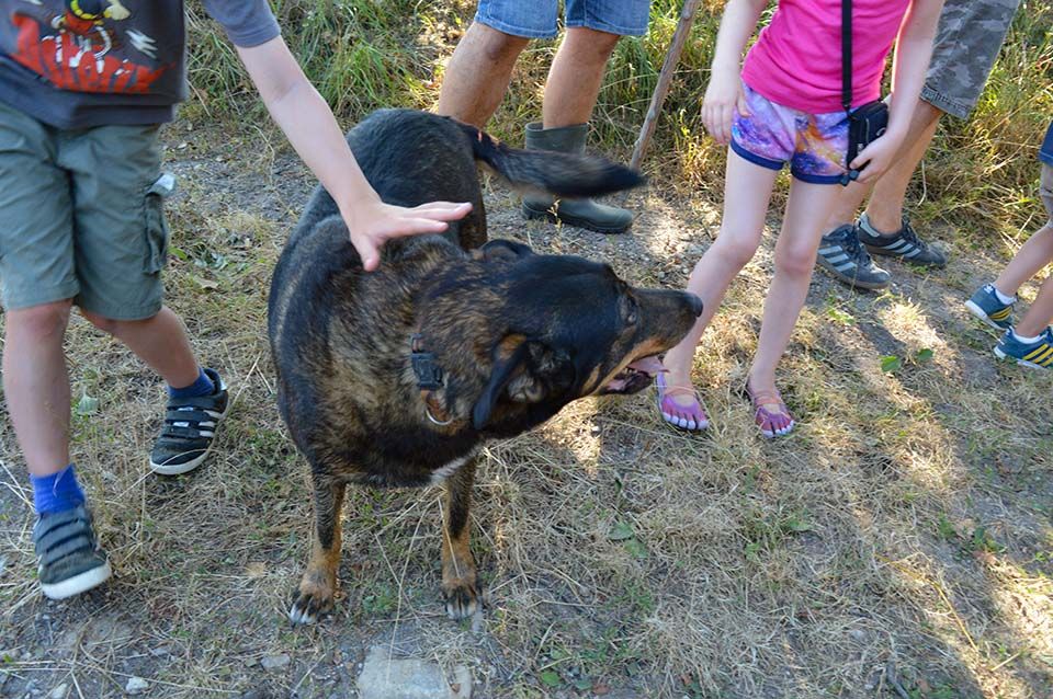 Dieren bij charme camping in Frankrijk