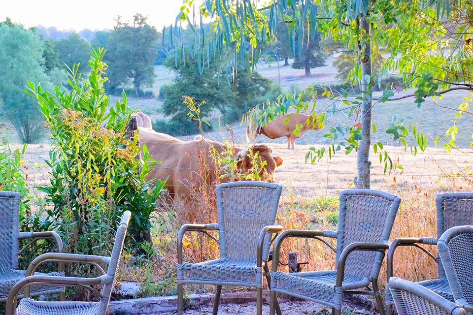 koeien bij het terras