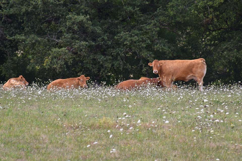 Limousin koeien