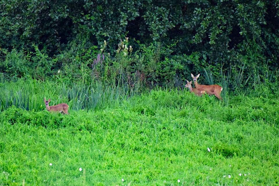 hertjes in de vallei